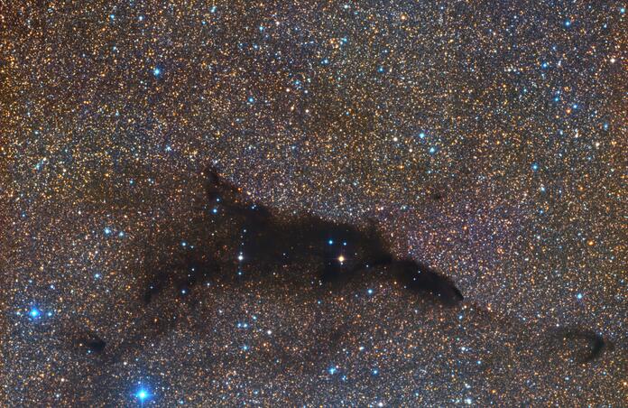 Swimming Dolphin in an Ocean of Stars