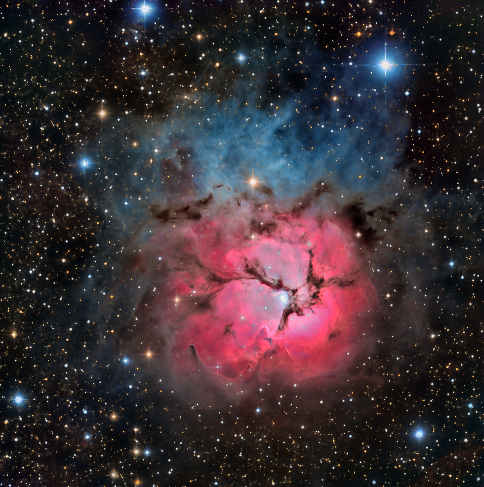 Day of the Triffids?  Night of the Trifid