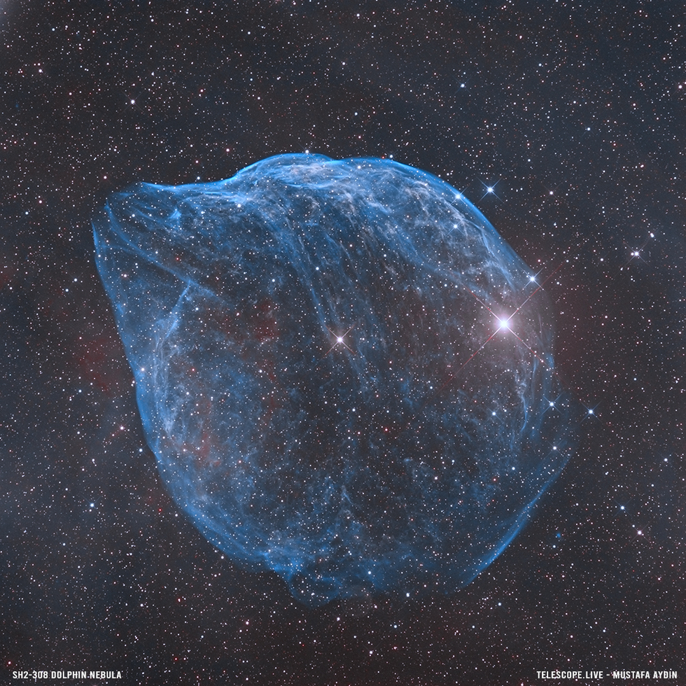 OHOO BiColor Dolphin Nebula