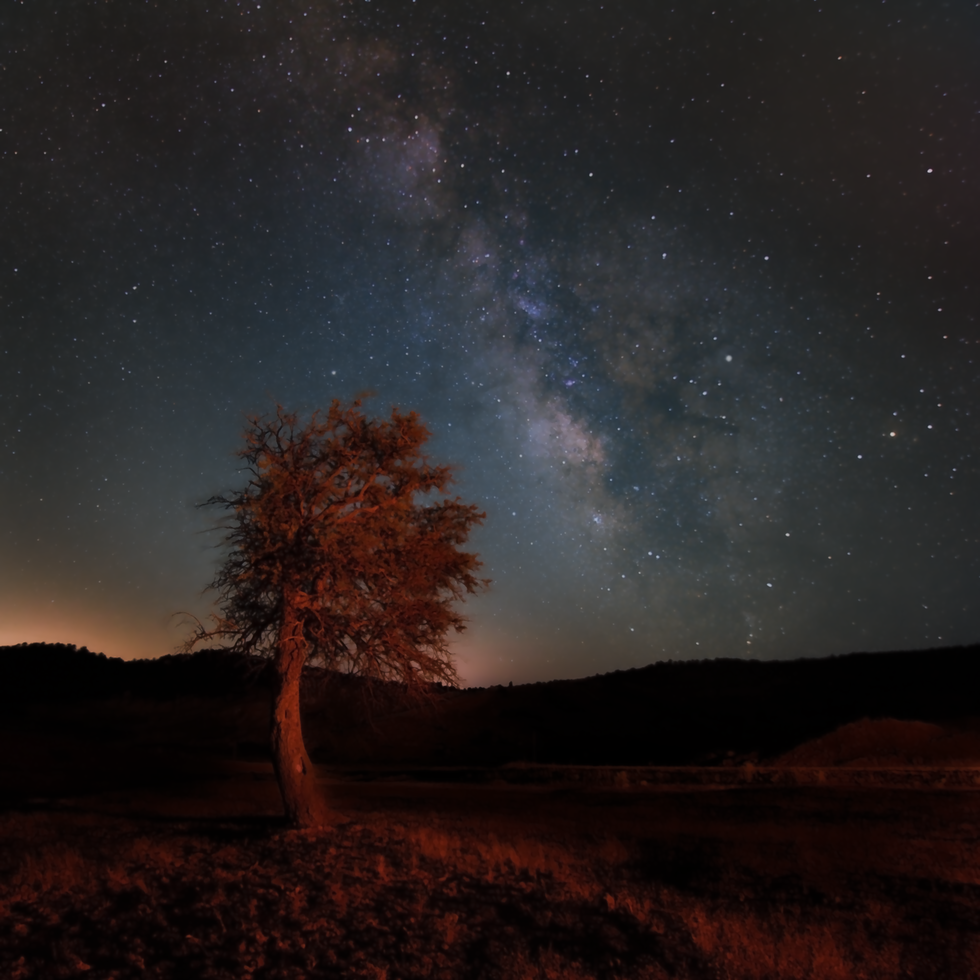 Lone Tree - Stellar Xperiences