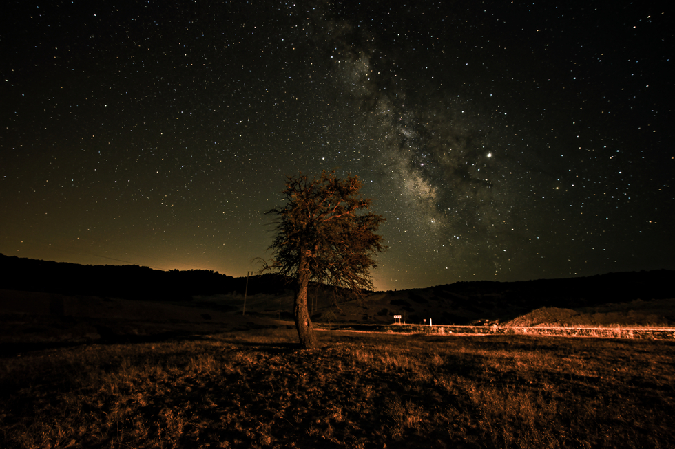 Tree_Nikon D5300 | Telescope Live