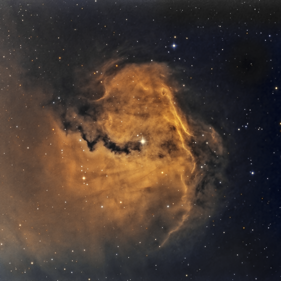 The Seagull's Head